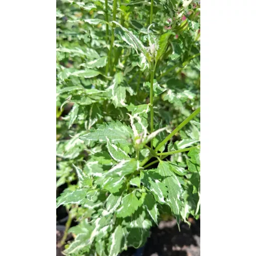 Agastache Crazy Fortune - Izsópfű