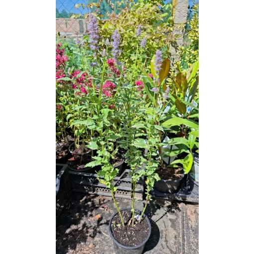 Agastache Crazy Fortune - Izsópfű