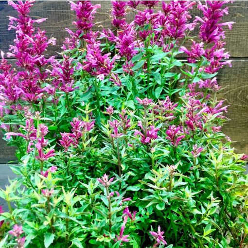 Agastache Rosie Posie - Izsópfű