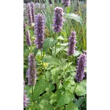 Agastache rugosa golden jubilee - Izsópfű (mag)