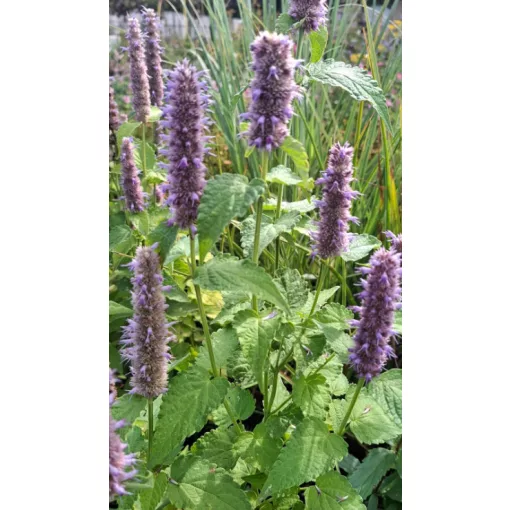 Agastache rugosa golden jubilee - Izsópfű (mag)