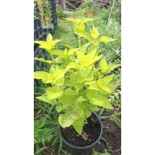 Agastache rugosa Golden Jubilee - Izsópfű