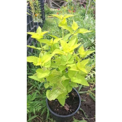 Agastache rugosa Golden Jubilee - Izsópfű