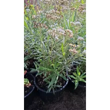 Anaphalis margaritacea - Gyöngykosárka (mag)