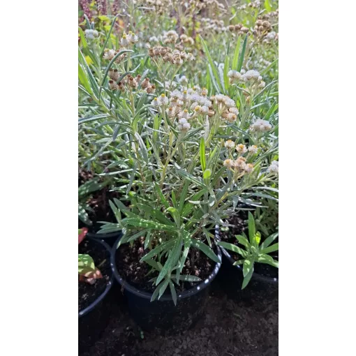 Anaphalis margaritacea - Gyöngykosárka (mag)