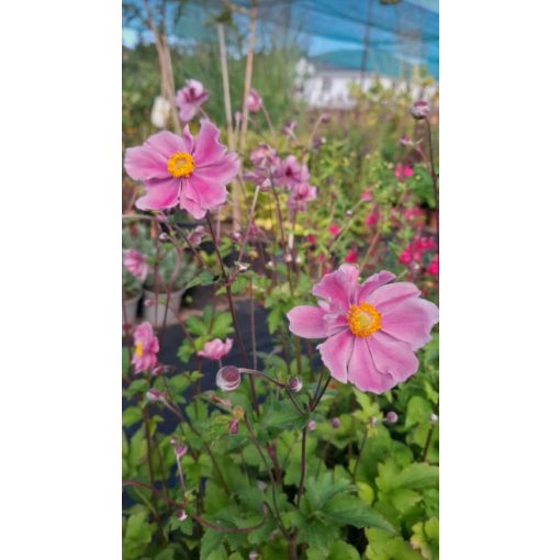 Anemone hupehensis Serenade - Szellőrózsa