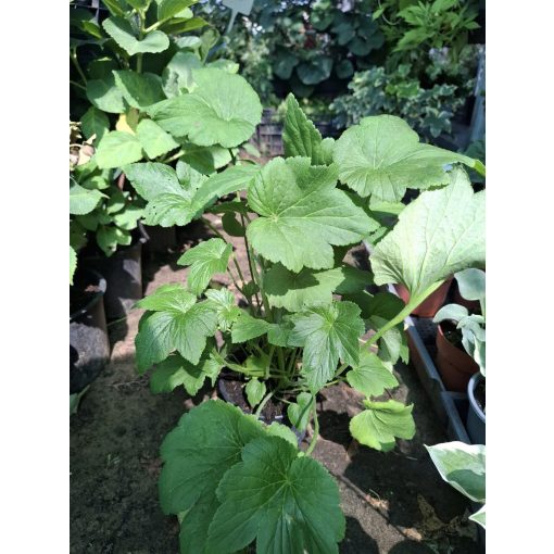 Anemone hybrida Königin Charlotte - Szellőrózsa