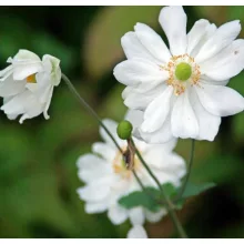 Anemone hybrida Whirlwind - Szellőrózsa