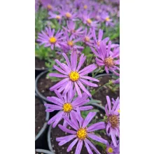 Aster amellus Veilchenkönigin - Csillagőszirózsa