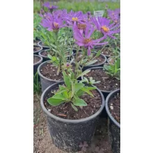 Aster amellus Veilchenkönigin - Csillagőszirózsa