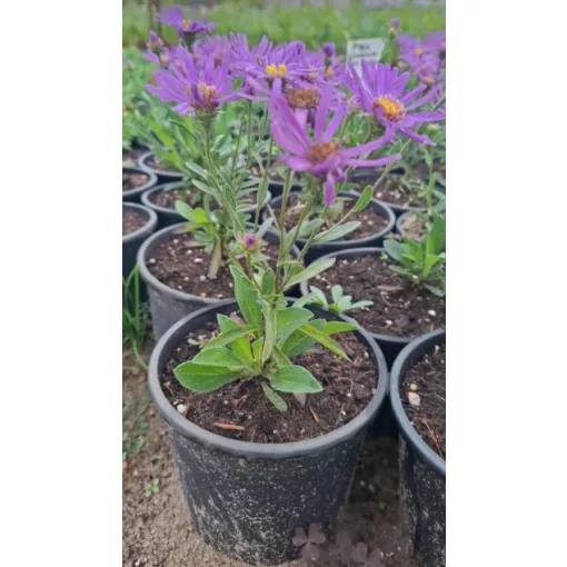 Aster amellus Veilchenkönigin - Csillagőszirózsa