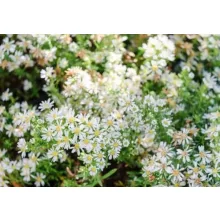 Aster ericoides Snow Flurry - Tűlevelű őszirózsa
