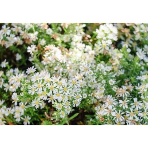 Aster ericoides Snow Flurry - Tűlevelű őszirózsa