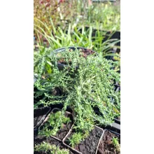 Aster ericoides Snow Flurry - Tűlevelű őszirózsa