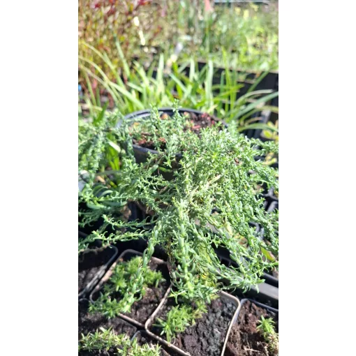 Aster ericoides Snow Flurry - Tűlevelű őszirózsa