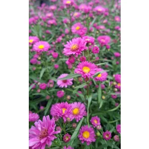 Aster novi-belgii Karminkuppel - Kopasz őszirózsa