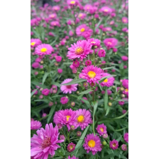 Aster novi-belgii Karminkuppel - Kopasz őszirózsa