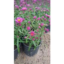 Aster novi-belgii Karminkuppel - Kopasz őszirózsa