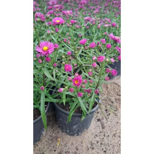 Aster novi-belgii Karminkuppel - Kopasz őszirózsa
