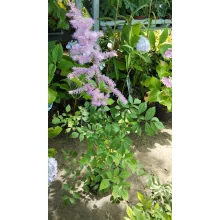 Astilbe arendsii Amethyst - Tollbuga