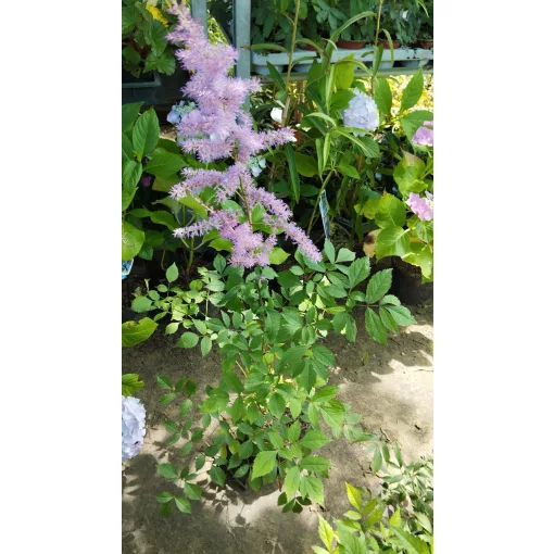 Astilbe arendsii Amethyst - Tollbuga