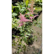 Astilbe arendsii Anita Pfeifer - Tollbuga