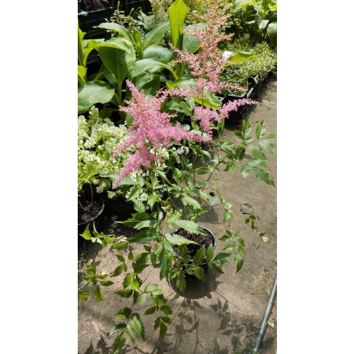 Astilbe arendsii Anita Pfeifer - Tollbuga