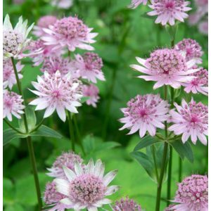 Astrantia major Pink Promise - Völgycsillag