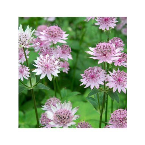 Astrantia major Pink Promise - Völgycsillag