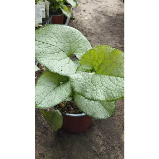 Brunnera macrophylla Alexandria - Kaukázusi nefelejcs