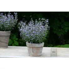 Calamintha nepeta Marvelette Blue - Pereszlény