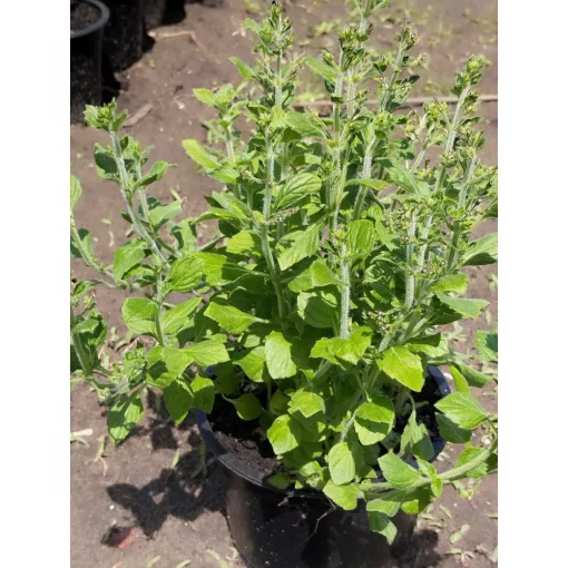 Calamintha nepeta Marvelette Blue - Pereszlény
