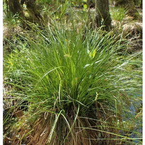 Carex elongata - Nyúlánk sás