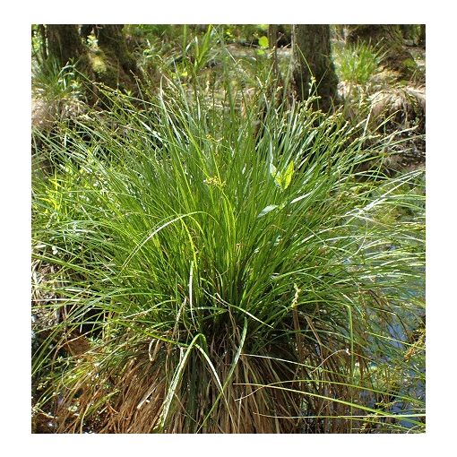 Carex elongata - Nyúlánk sás