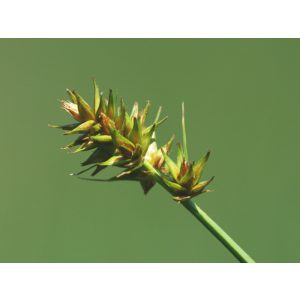 Carex otrubae - Berki sás