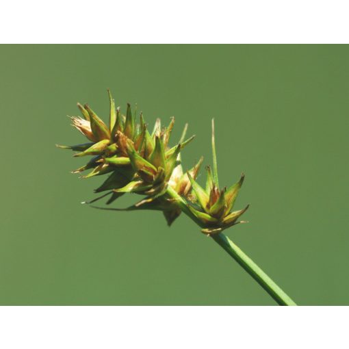 Carex otrubae - Berki sás