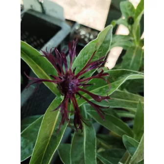 Imola (Centaurea)