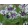 Centaurea montana Purple Heart - Imola