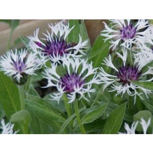 Centaurea montana Purple Heart - Imola