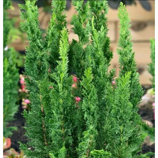 Chamaecyparis lawsoniana Little Spire - Oregoni hamisciprus