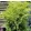 Chamaecyparis lawsoniana Stardust - Oregoni hamisciprus