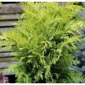 Chamaecyparis lawsoniana Stardust - Oregoni hamisciprus