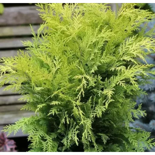 Chamaecyparis lawsoniana Stardust - Oregoni hamisciprus