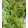 Chamaecyparis obtusa Nana Gracilis - Hinoki álciprus