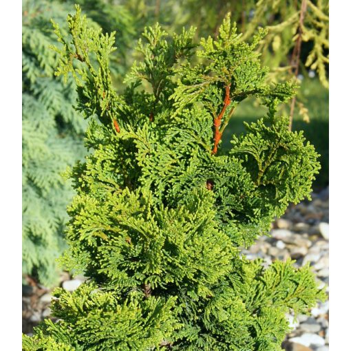 Chamaecyparis obtusa Nana Gracilis - Hinoki álciprus