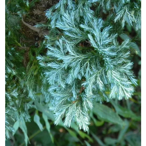 Chamaecyparis pisifera Boulevard - Szavara hamisciprus