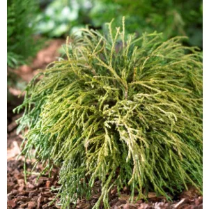 Chamaecyparis pisifera Filifera Nana - Szavara hamisciprus