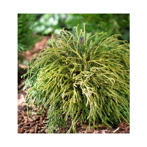 Chamaecyparis pisifera Filifera Nana - Szavara hamisciprus