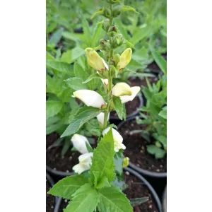 Chelone obliqua Alba- Gerlefej