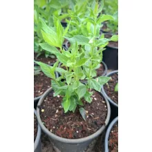 Chelone obliqua Alba- Gerlefej